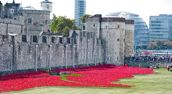  ديلي ميل: برج لندن يستعد لزراعة 800 ألف زهرة خشخاش إحياءً لذكرى الحرب العالمية الأولى