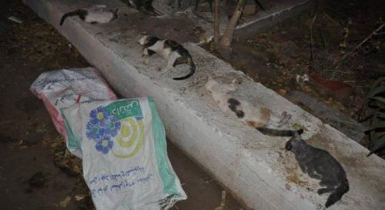  مذبحة قطط نادي الجزيرة