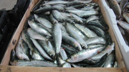 ضبط 800 كيلو أسماك فاسدة و580 كيلو جبن منتهي الصلاحية في الإسكندرية