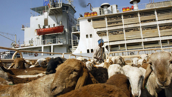 الماشية السودانية تبحر إلى السعودية