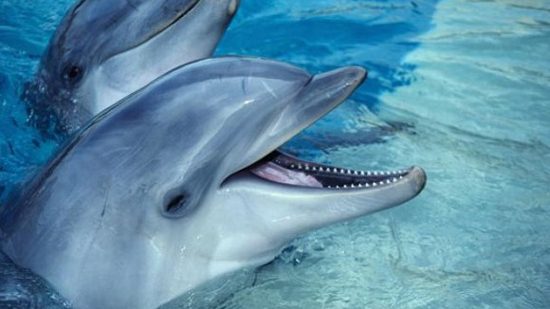  لأول مرة.. باحثون في روسيا يسجلون محادثة بين اثنين من الدلافين