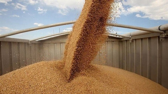 قرار عاجل من وزير الزراعة الروسي بشأن تصدير القمح لمصر