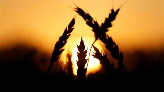 مصر تتخذ قرار هام وعاجل بشأن مواصفات مناقصات القمح