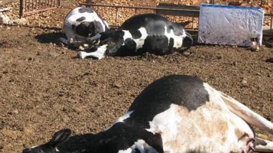 تحصين أكثر من 4 آلاف ماشية ضد الحمى القلاعية والجدري في أسيوط