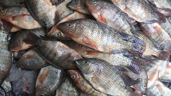 وزارة الزراعة: أسماك البوري والبلطي لا تحتوي على مواد سامة
