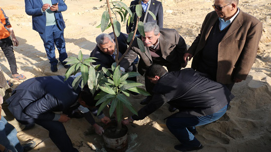 زراعة 1000 شجرة مانجو وبرتقال ورمان وجوافة بجامعة بني سويف