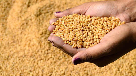 وزير التموين: رصيد القمح يكفي احتياجات الرغيف 4 شهور