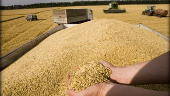 مشروع بحثي بجامعة بني سويف بمليون جنيه لزيادة إنتاجية القمح 