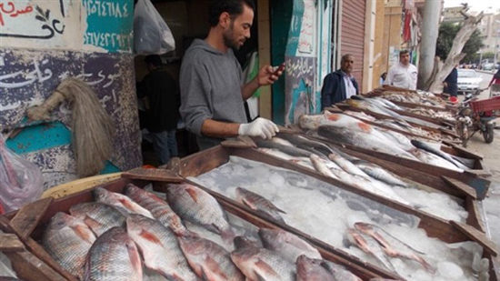 مسئول سابق: تراجع أسعار الأسماك بداية يونيو المقبل