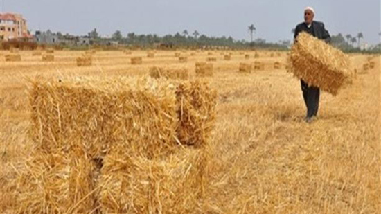 مع بدء موسم حصاد القمح.. مزارعون بالأقصر : ''ضهرنا انحنى بسبب التعويم''
