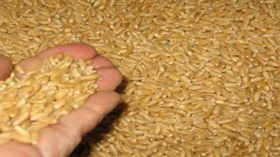 ارتفاع أسعار القمح الروسي بدعم من الطلب المصرى