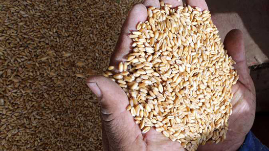 مصر تطرح مناقصة جديدة لشراء كمية غير محددة من القمح في يوليو