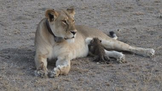 نمر يرضع من أنثى الأسد