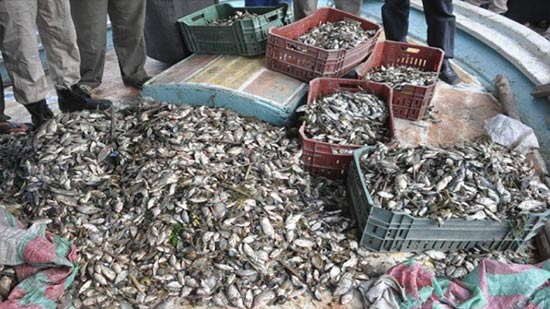  وزارة الزراعة تنفي إصابة الأسماك النيلية بفيروس مميت