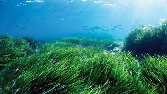 علماء: أعشاب البحر قادرة على قتل الخلايا السرطانية بالكامل