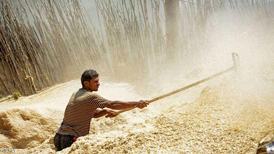 احتياطي القمح يكفي مصر ستة أشهر