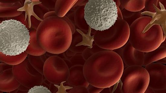 دراسة: هرمون فى المخ يساعد فى علاج سرطان الدم