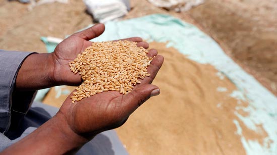  التموين: لم نتخذ قرار بوقف واردات القمح الفرنسي 