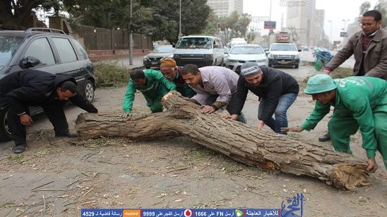 سقوط شجرة أمام دار الأوبرا بسبب الطقس.. وغلق الطريق (فيديو )