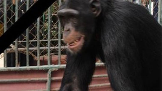 تعرف على الشمبانزى عن قرب واعرف معلومات كتير عنه على موقع فارولاند