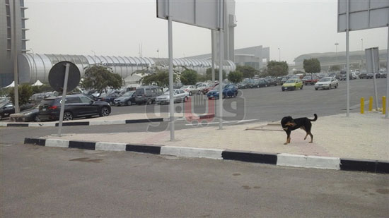 كلاب ضالة تتجول أمام صالات مطار القاهرة 