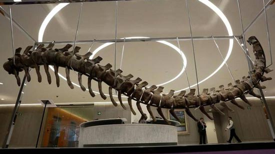 بيع ذيل ديناصور بمزاد في المكسيك