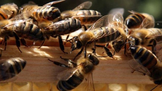 الشرطة الأمريكية تلقي القبض على صبيين بتهمة قتل نصف مليون نحلة