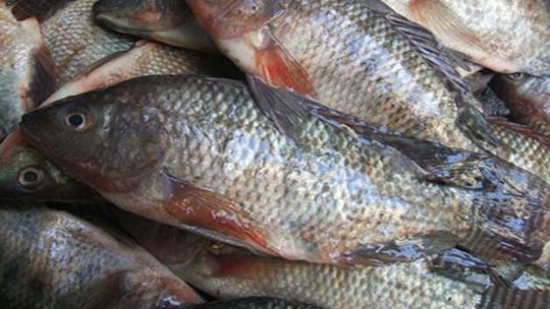 سعر الأسماك في سوق العبور اليوم .. البلطي بـ 28 والبوري بـ 45 جنيها للكيلو