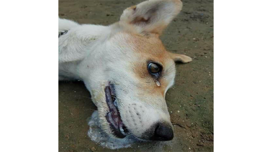 صورة حقيقية لكلب تم قتله بالسم