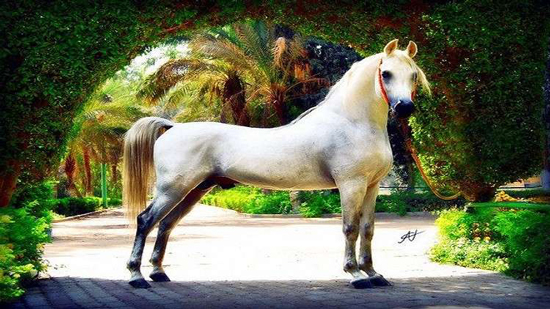 نفوق أجمل حصان في مصر ثمنه 10 ملايين دولار لأسباب مؤسفة