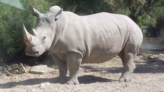 العلماء سيمنعون انقراض وحيد القرن الأبيض رغم موت آخر ذكر