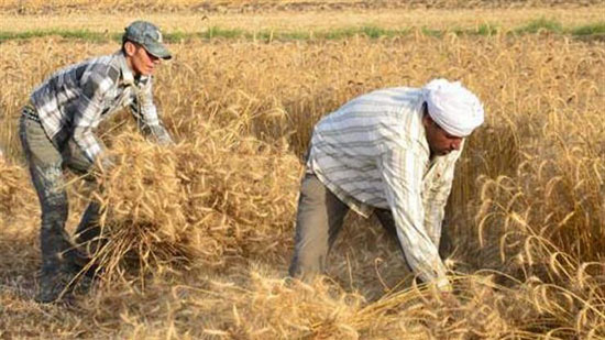 وزير الزراعة: مساحة القمح المنزرعة زادت حوالي 2.9 مليون فدان عن العام الماضي