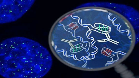 اكتشاف شكل جديد من الحمض النووي داخل خلايا بشرية حية