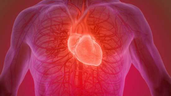هل نملك حقًا عدد محدد من دقات القلب خلال مسيرة حياتنا؟ إليك ما يقوله العلم