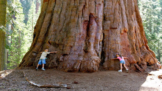 أكبر شجرة في العالم مازالت تعاني من أزمة منتصف العمر
