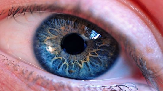 كيف تعمل العين البشرية؟
كيف تعمل العين البشرية؟