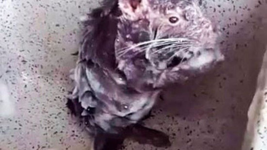 ما قصة هذا الفيديو الذي انتشر عن فأر يستحم تحت الدش؟