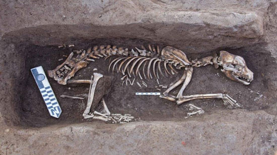 اكتشاف دفنات أثرية لكلاب سلوقية 