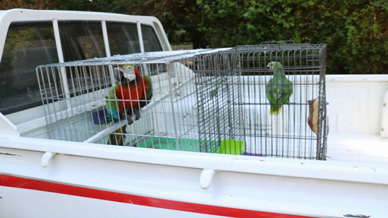 البيئة: إحباط بيع طيور برية مهربة من جنوب أفريقيا وتسليمها لحديقة الحيوان