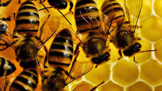 تعرف على كيفية استخراج سم النحل لعلاج الأمراض