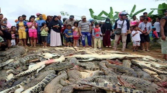 الشرطة الإندونيسية تحقق في واقعة ذبح سكان محليين 292 تمساحا