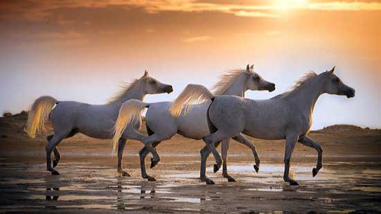 «الزراعة»: ارتفاع صادرات الخيول العربية لأوروبا إلى 47 حصانًا