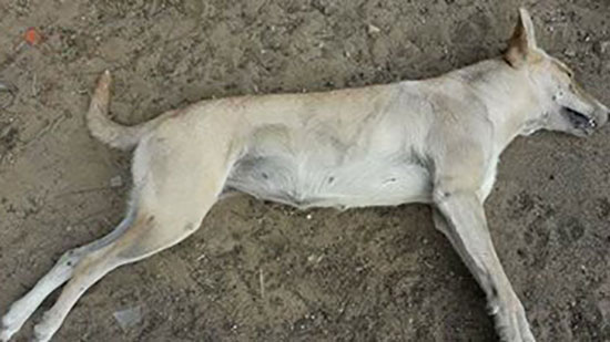 صورة لوفاة الكلاب بعد تسممها بمادة محرمة فى مدينة نصر