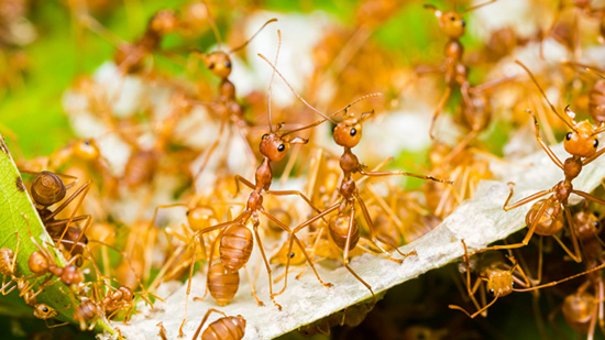 جيش من مليون نملة ينفذ «هجوماً كاسحاً» على عش دبابير.. فيديو مذهل يكشف الخطة الذكية التي استخدموها