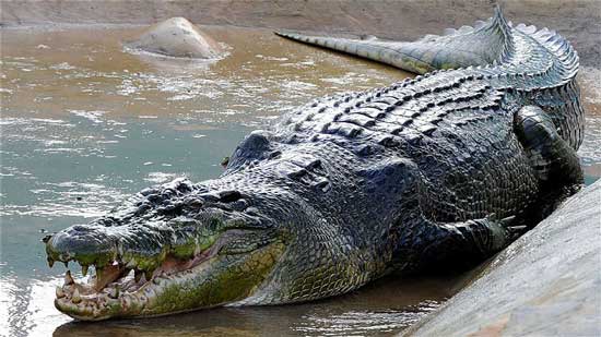 تمساح يقتل أمريكية ويسحبها تحت سطح الماء في ولاية ساوث كارولينا