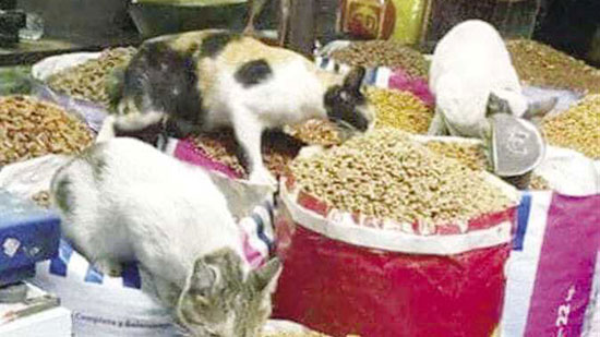محل «راضي» مطعم مفتوح لحيوانات الشوارع: أنا رئيس جمهورية القطط