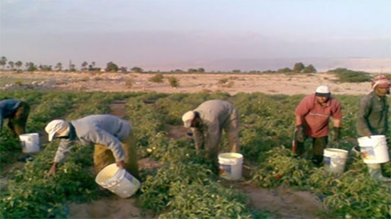 الأردن تقرر فتح باب الاستقدام للعمالة الزراعية الوافدة بشروط
