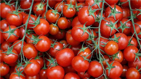  فيديو| الزراعة تكشف سبب إرتفاع أسعار الطماطم بالأسواق 
