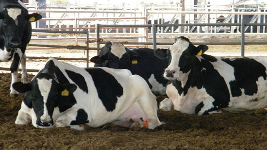  تحصين 172 ألف من الماشية ضد الحمى القلاعية ببني سويف 