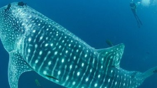 علماء ينجحون فى أخذ عينات الدم من سمك القرش الحوتى لأول مرة
